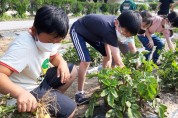 고매초, 녹색환경교육, 고매 텃밭 감자 캐기