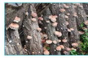 군위군산림조합 버섯종균 신청 접수