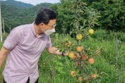 경북농기원, 잦은 강우환경, 사과 탄저병 방제철저 당부