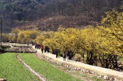 경북의  벚꽃축제가 개화시기에 맞춰 이번주부터 화려한 막을 올린다.