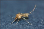 경북도, 올해 첫‘일본뇌염 매개 모기’채집