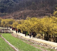 경북의  벚꽃축제가 개화시기에 맞춰 이번주부터 화려한 막을 올린다.