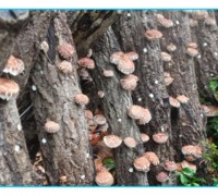 군위군산림조합 버섯종균 공급